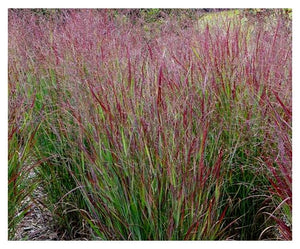 Grasses:  Shenandoah Red Switch Grass - 1Gal (Jf)
