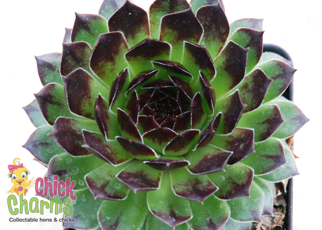 Chick Charms: Hens & Chicks Appeltini 1g