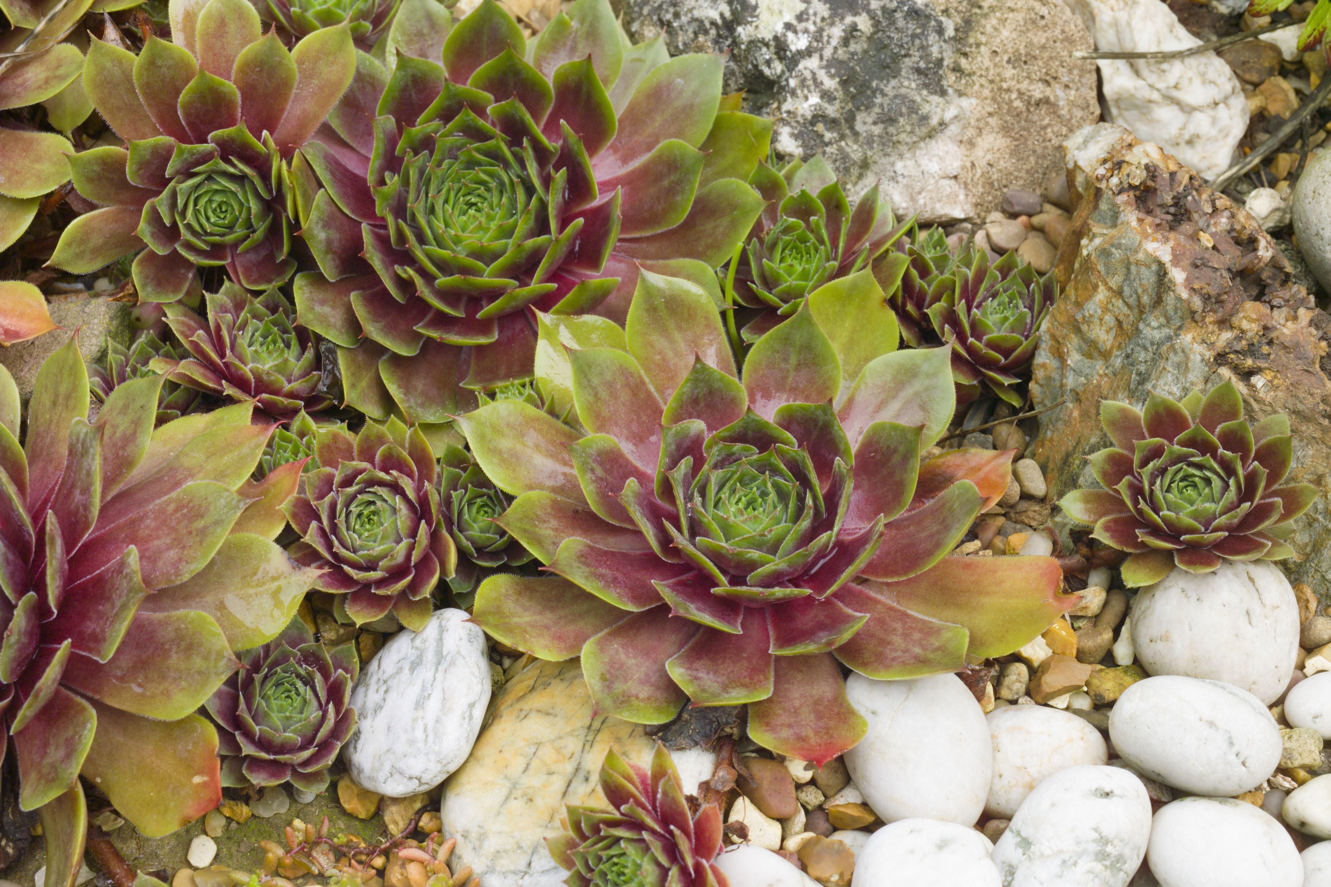 Hen and Chick (Sempervivum 'Red Lion Variegated') in the Sempervivum  Database 