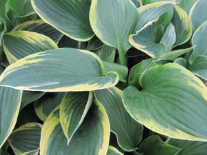 Hosta:  'Aureomarginata' - 5.5" (VN)