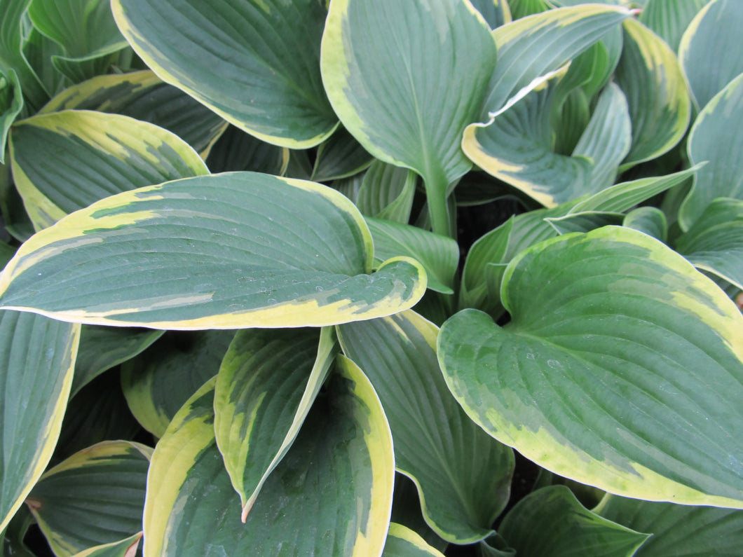 Hosta:  'Aureomarginata' - 5.5