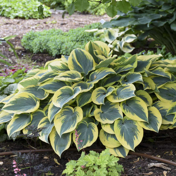 Hosta: 'First Frost' - 2Gal