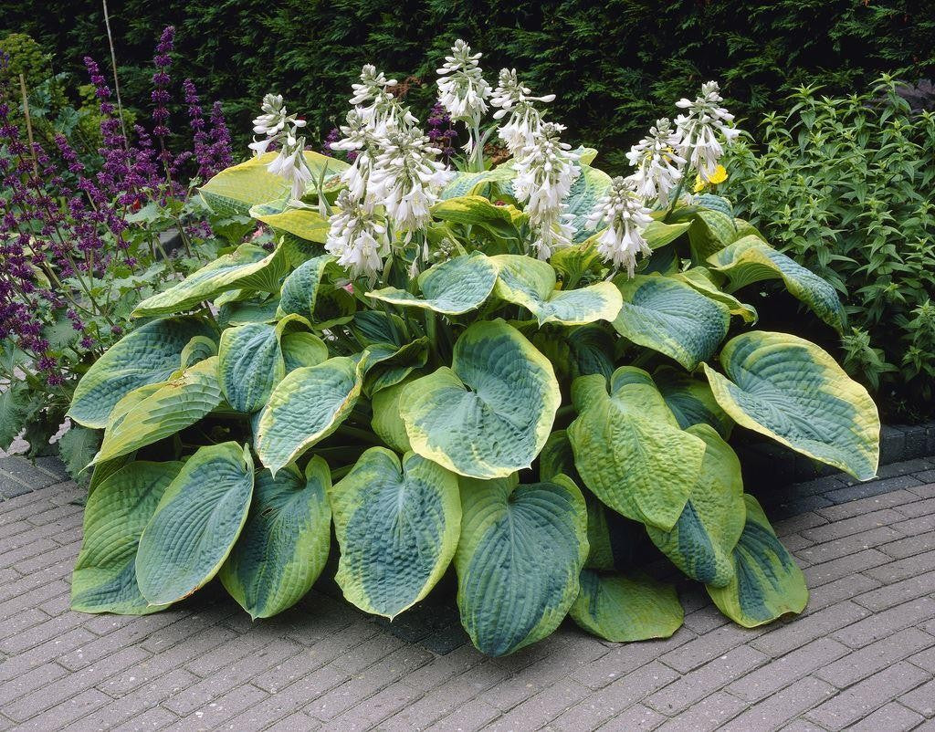 Hosta: Frances Williams - 2 Gal