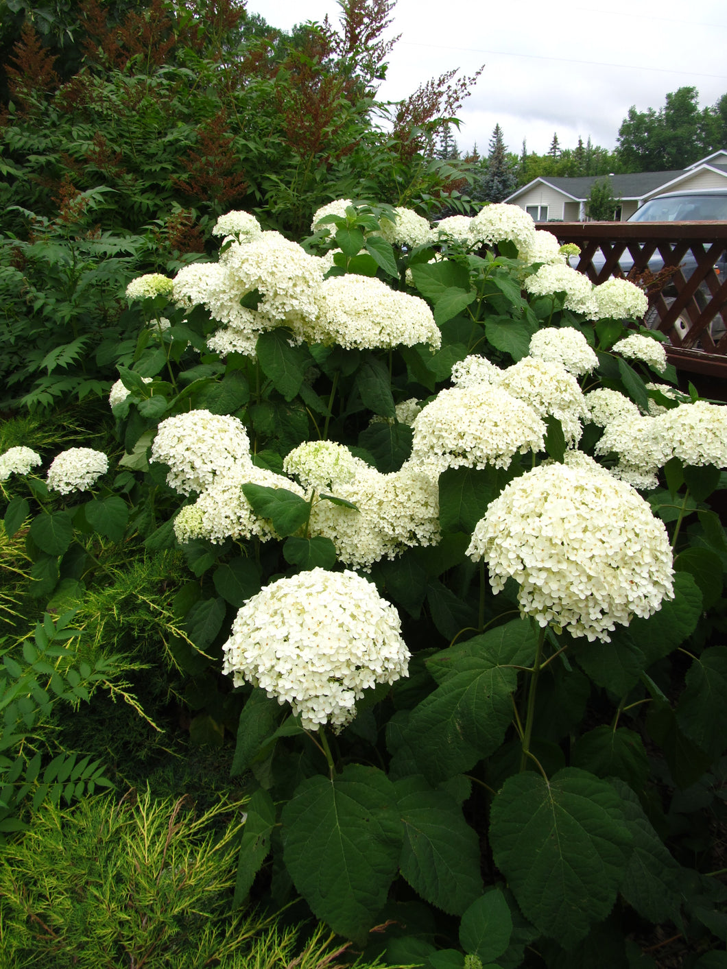 Hydrangea:  'Annabelle' (Au)