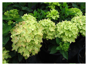 Hydrangea:  'Little Lime' (PW) 2 Gal (Au)