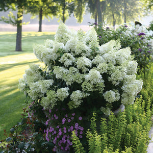 Hydrangea:  Dwarf 'Bobo'® PW - 2Gal (JF)