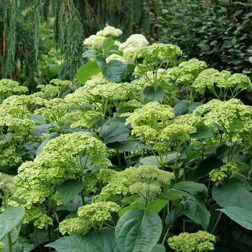 Hydrangea:  'Sublime'®  - 8