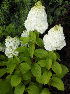 Hydrangea: 'Kolmakilima' 'Moonrock' - 2 gal (Au)