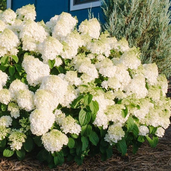 Hydrangea:  'Little Hottie'™ - 2 Gal (Bl)
