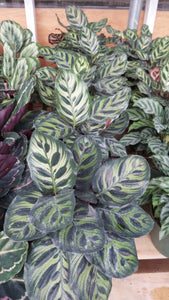 Assorted Calathea 10"