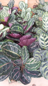 Assorted Calathea 10"