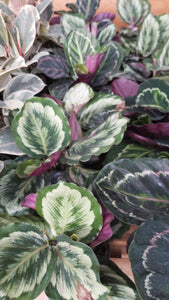 Assorted Calathea 10"