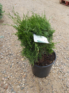 Juniper:  'Savin' - 2Gal (Jf)