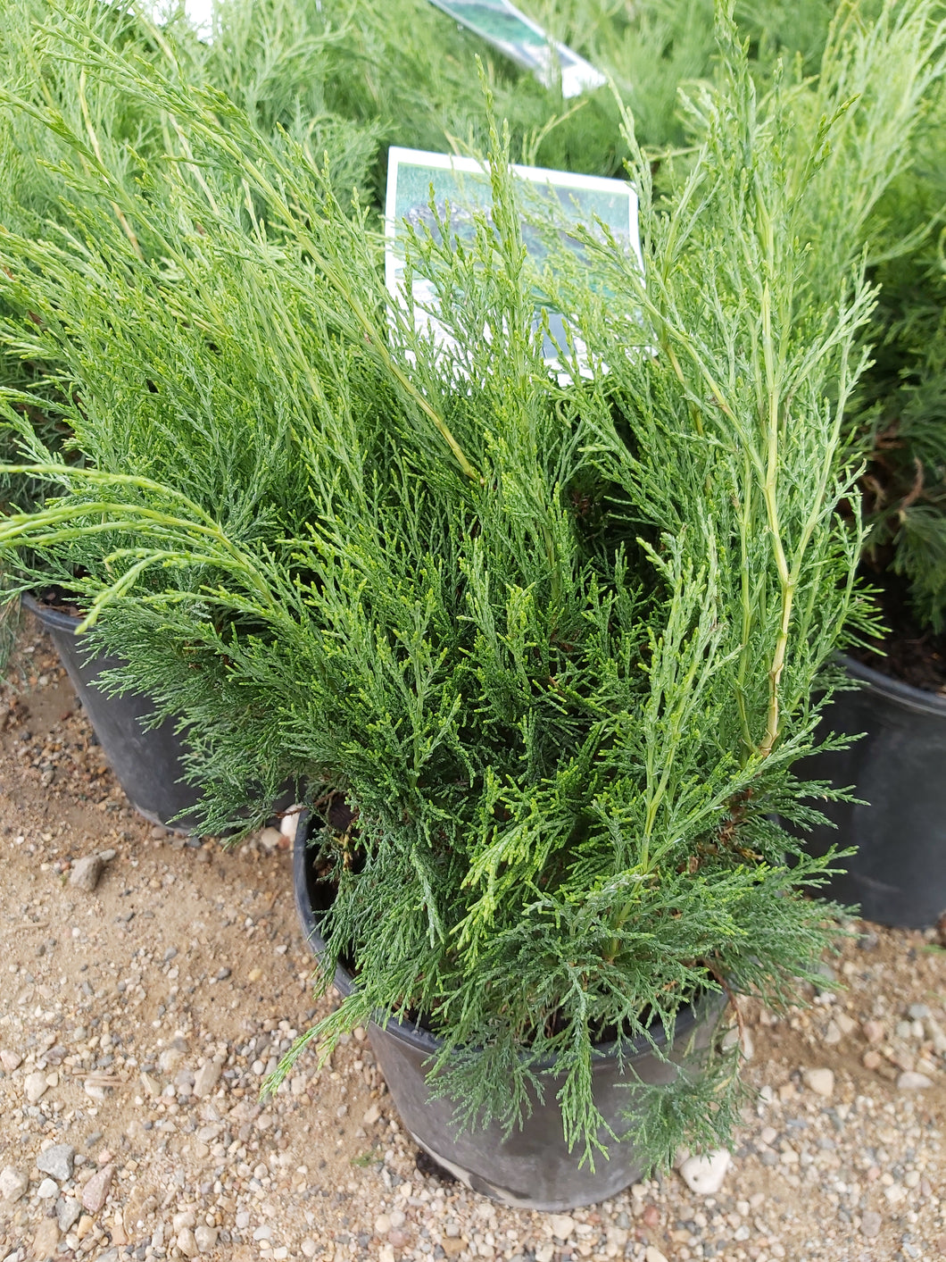 Juniper:  'Scandia' 2 Gal (Bl)