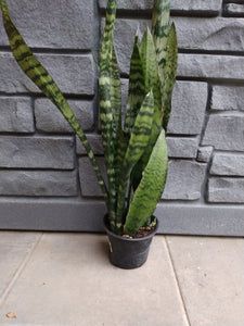 Sansevieria: Zeylanica 6"