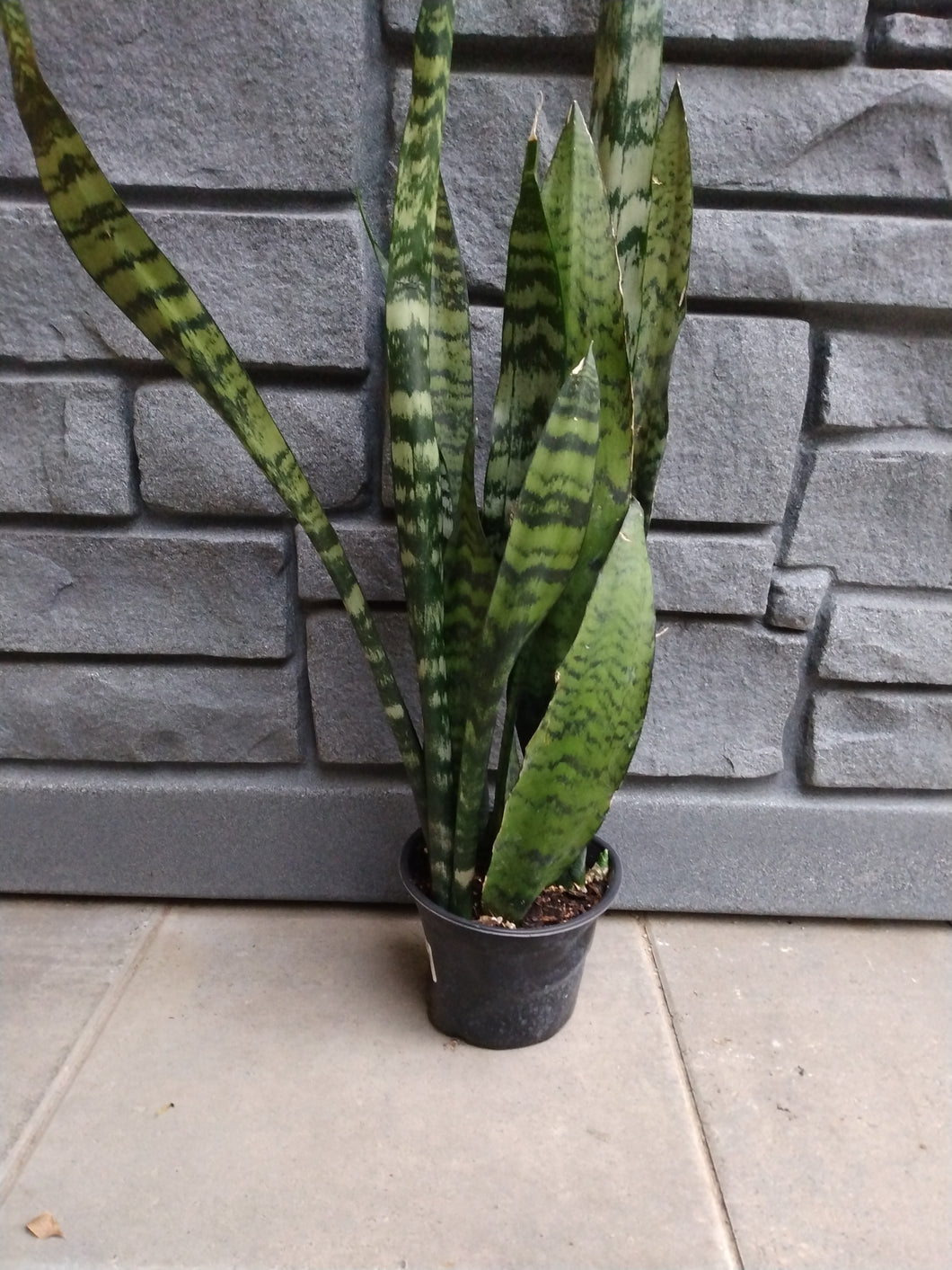 Sansevieria: Zeylanica 6