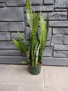 Sanseveria Zeylanica 6" ST