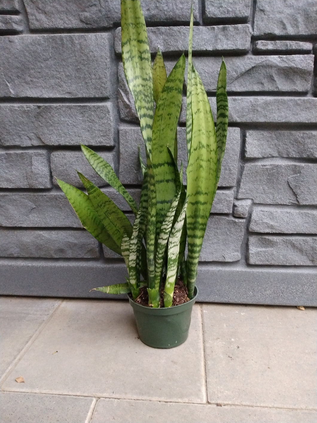 Sanseveria Zeylanica 6