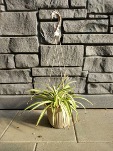Spider Plant 10" Hanging Basket
