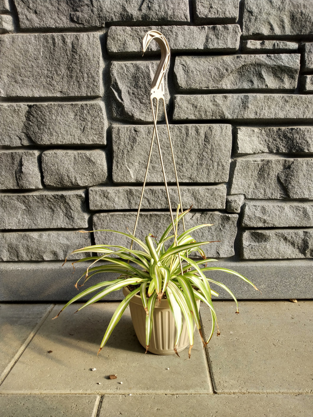 Spider Plant 10