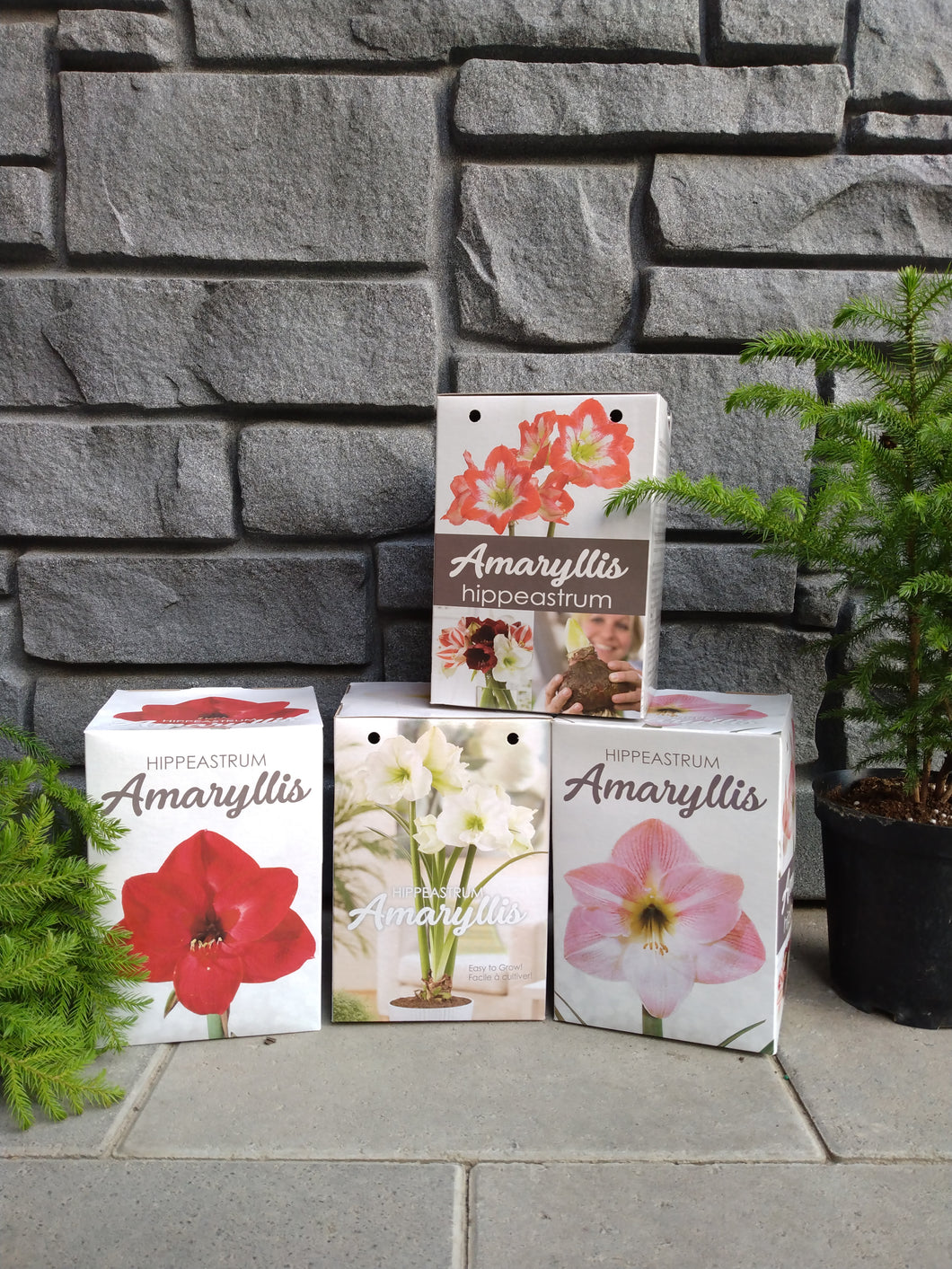 Amaryllis: Box Kit