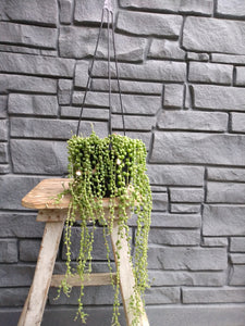 String of Pearls Hanging Basket 6.5"