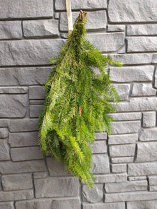 Douglas Fir Boughs