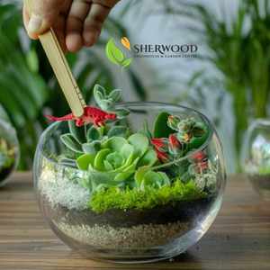 Terrarium workshop Oct 12th 6.30 PM