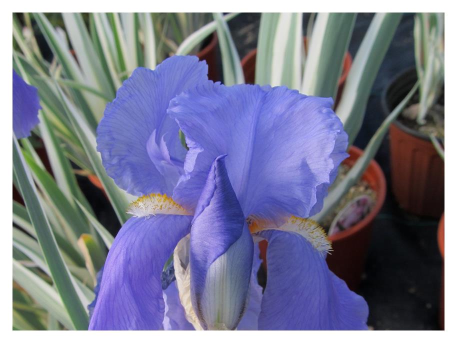 Iris: 'Variegated' -1Gal (Jf)