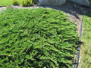 Juniper:  'Prince of Wales' - 2 Gal (Bl)