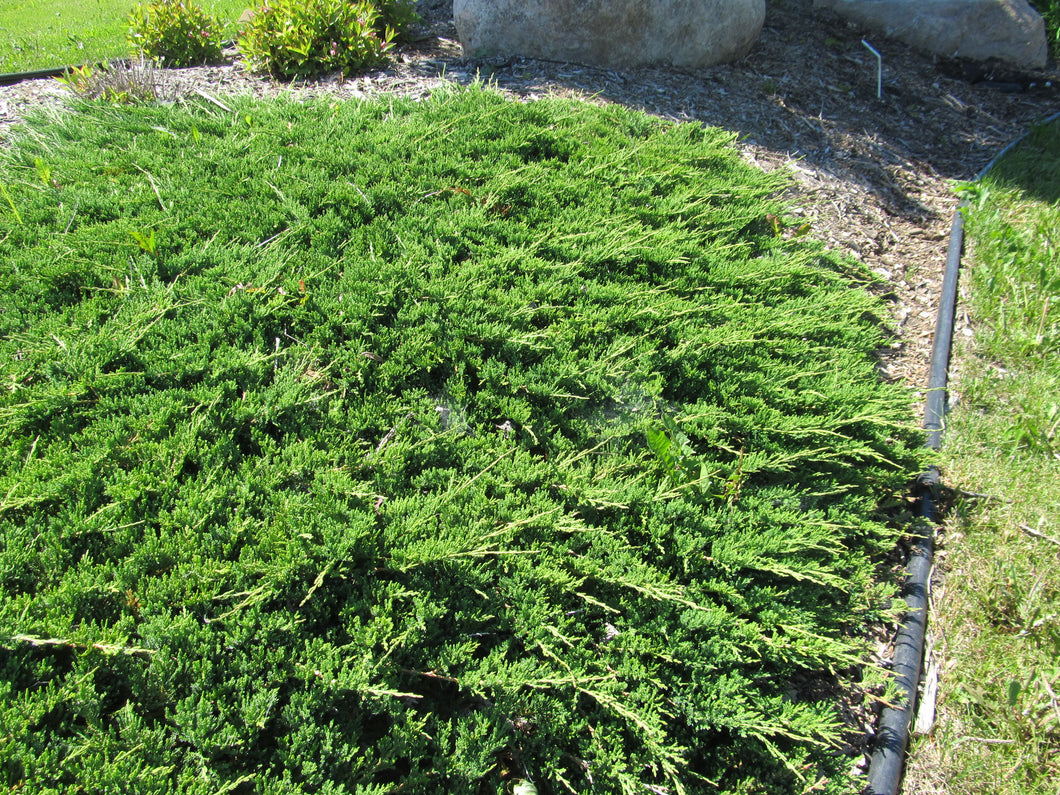 Juniper:  'Prince of Wales' - 2 Gal (Bl)