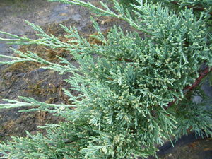 Juniper: Hughes 5g (Bl)