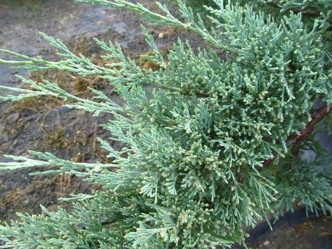 Juniper: Hughes 5g (Bl)