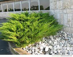 Juniper: Savin 2g