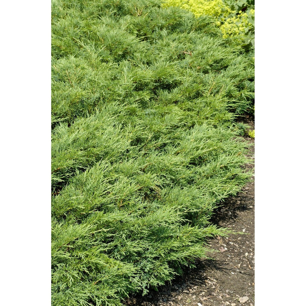 Juniper: 'Skandia' 2gal