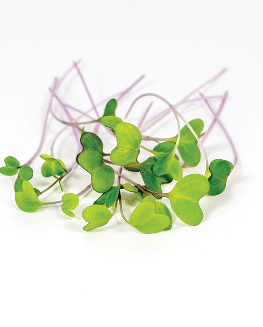 Microgreens - Kohlrabi