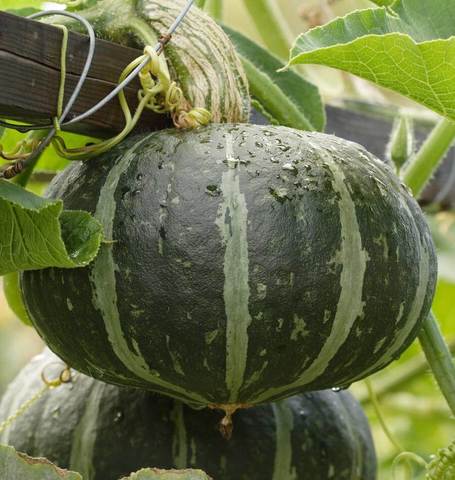 Squash: Kabocha First Taste F1