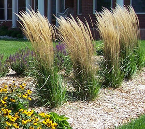 Grass: Karl Foerster's Feather Reed Grass - (Bl)