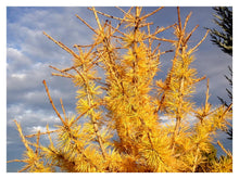 Load image into Gallery viewer, Larch:  &#39;Siberian&#39; - 5 Gal (Bl)
