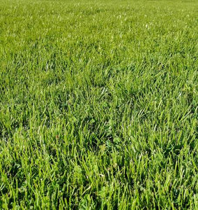 LawnSolutions - Chafer beetle resistant lawn blend (covers approx. 50 sq ft)