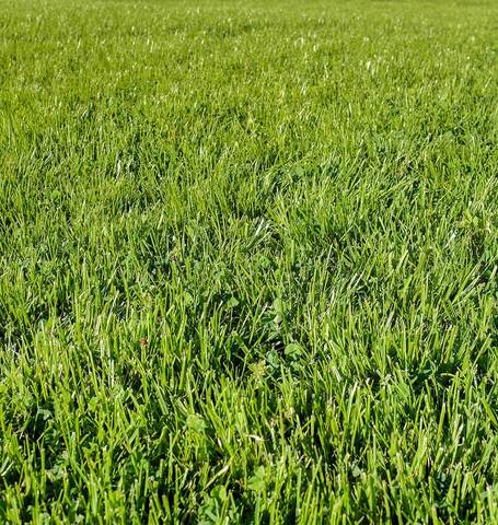 LawnSolutions - Chafer beetle resistant lawn blend (covers approx. 50 sq ft)