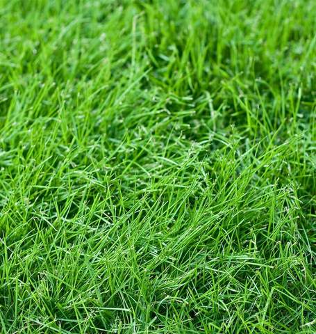LawnSolutions - Tall Fescue, turf type