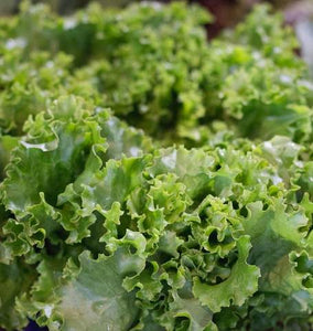 Lettuce - Grand Rapids TBR Seed Tape