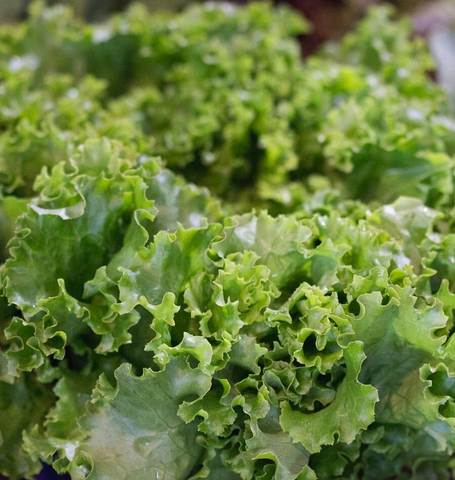 Lettuce - Grand Rapids TBR Seed Tape