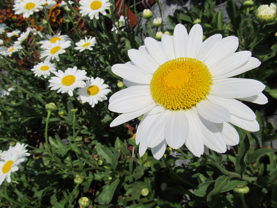 Daisy:  Sweet Daisy Rebecca - 1 Gal (Jf)