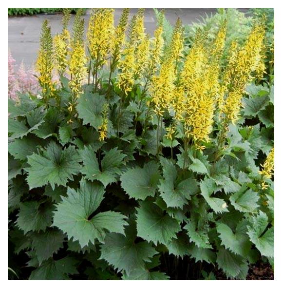 Ligularia: 'Little Rocket' - 1Gal (Jf)
