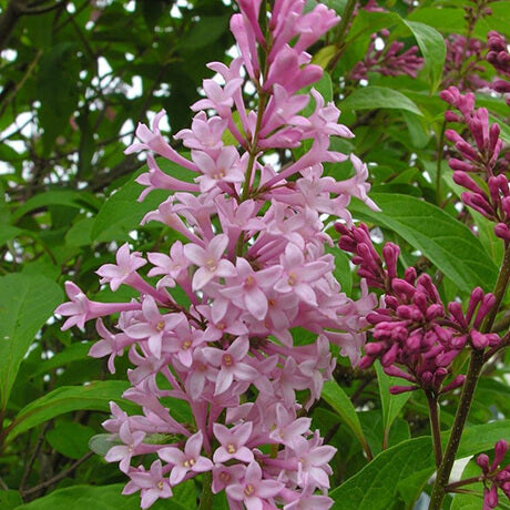 Lilac:  'James McFarlane Preston' - 2 Gal (Bl)