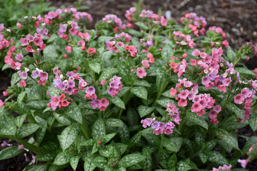 Lungwort: 'Pretty in Pink' - 1Gal (Jf)