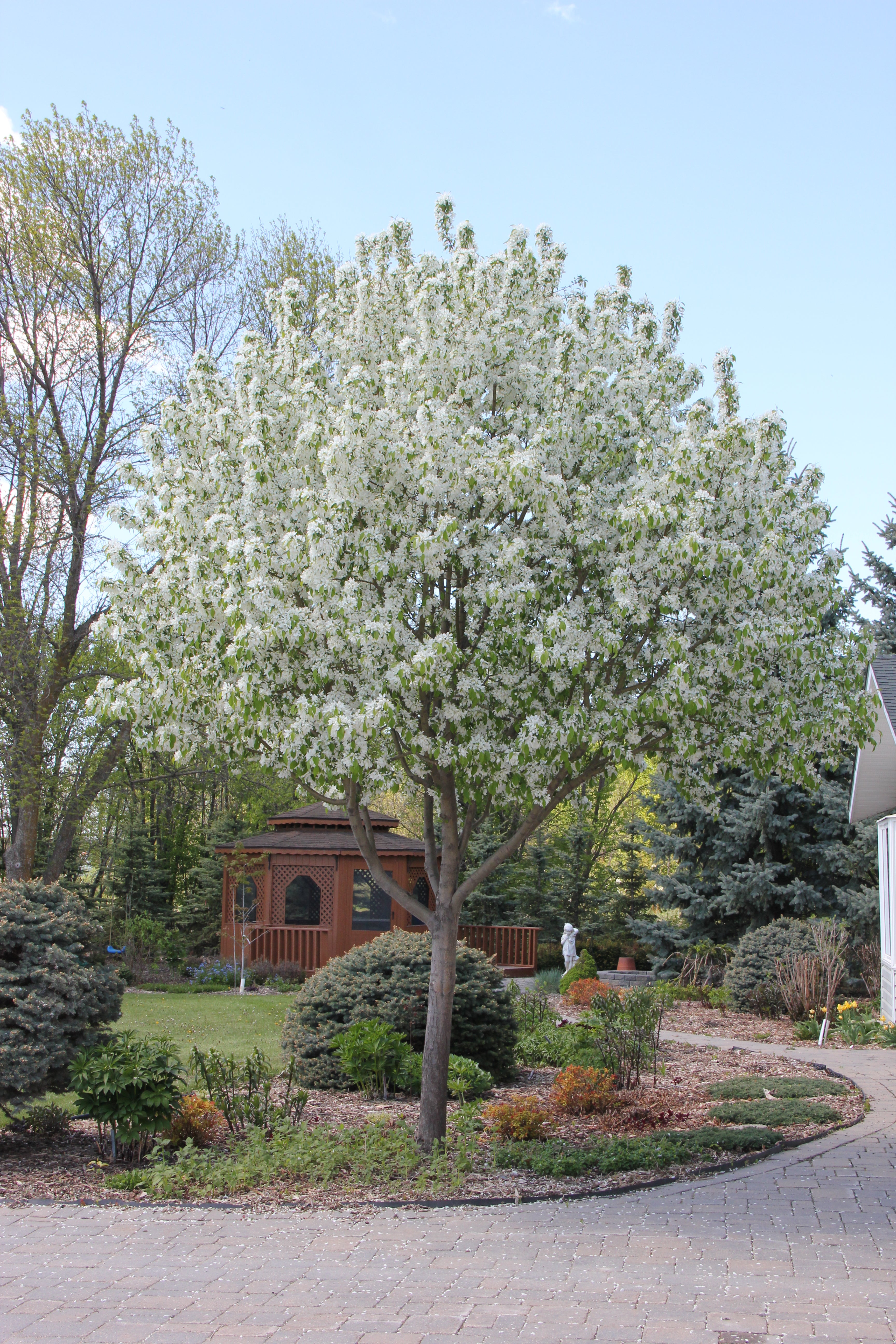 Spring Snow Flowering Crab Spring Snow Flowering Crabapple~ Foliage Is