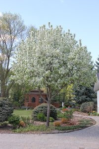 Crabapple:  'Spring Snow'